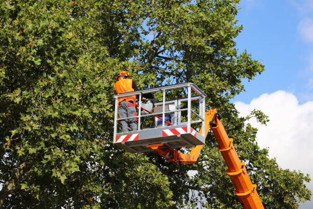 Best Palm Tree Trimming  in Rumson, NJ